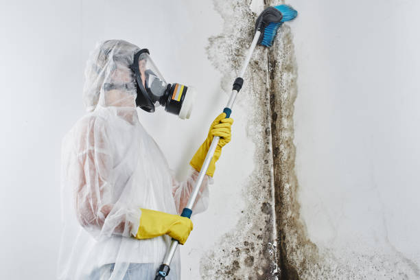 Best Commercial Mold Removal  in Bartonville, TX