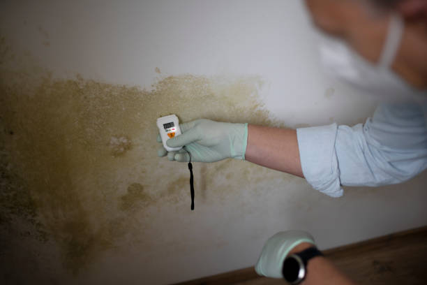 Best Black Mold Removal  in Bartonville, TX