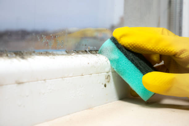 Mold Removal Process in Bartonville, TX